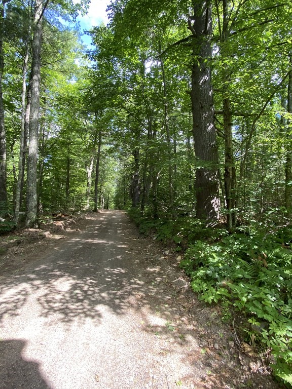 42 Mile Road Hubbardston, MA 01452 - Photo 3 of 6 a view of a yard with large trees