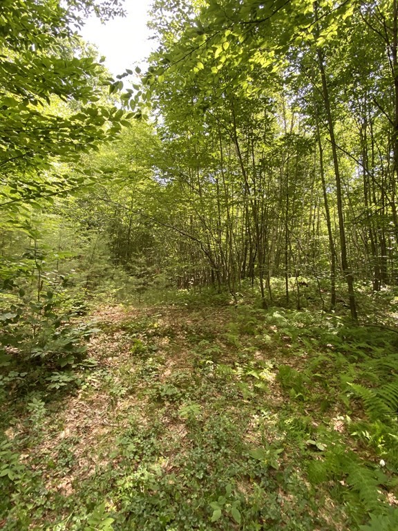 42 Mile Road Hubbardston, MA 01452 - Photo 4 of 6 a view of a yard