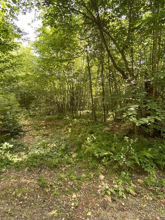 42 Mile Road Hubbardston, MA 01452 - Photo 5 of 6 a view of a yard