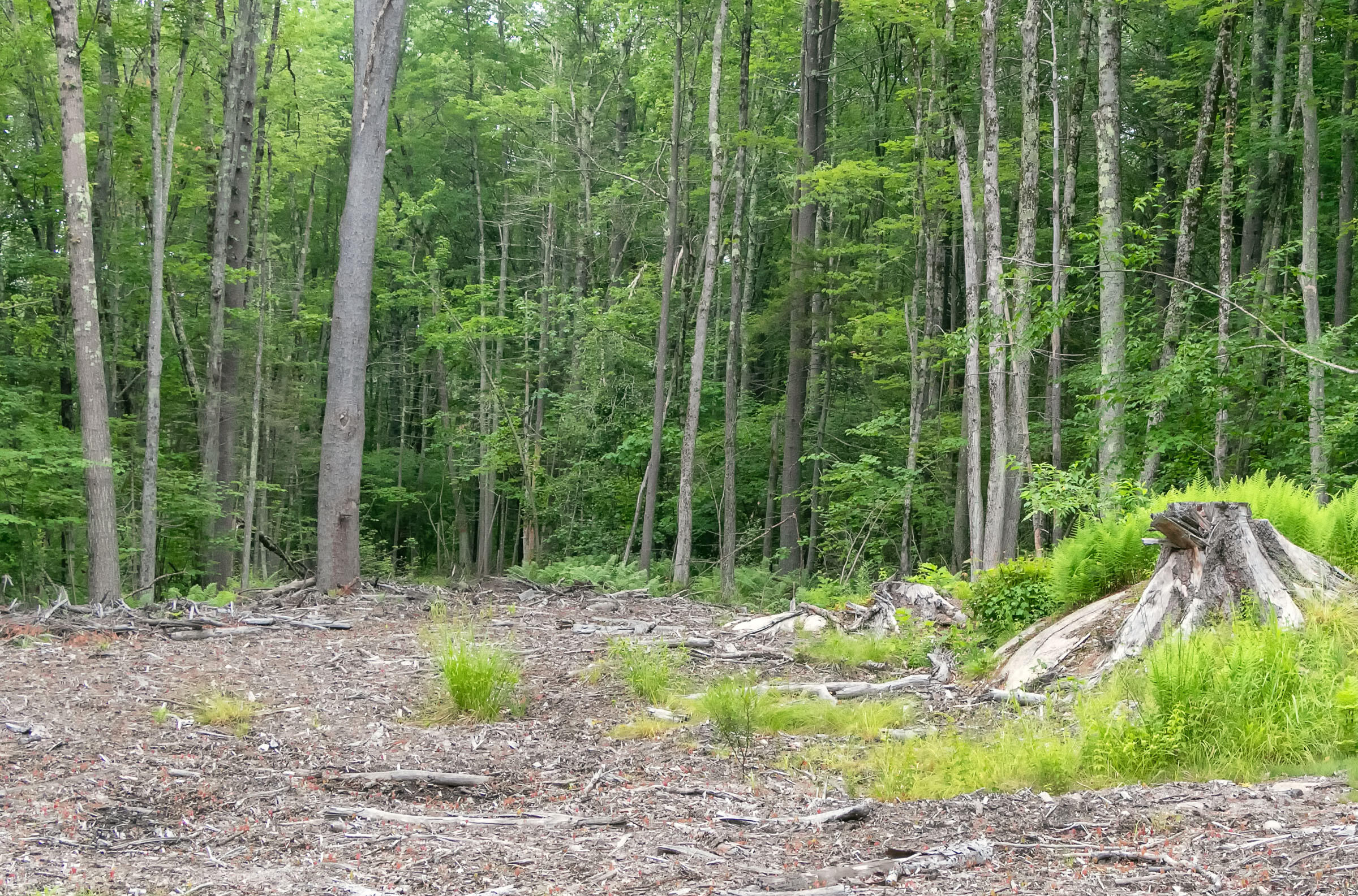 0 Coles Hill Road Wells, ME 04090 - Photo 3 of 4 Acreage