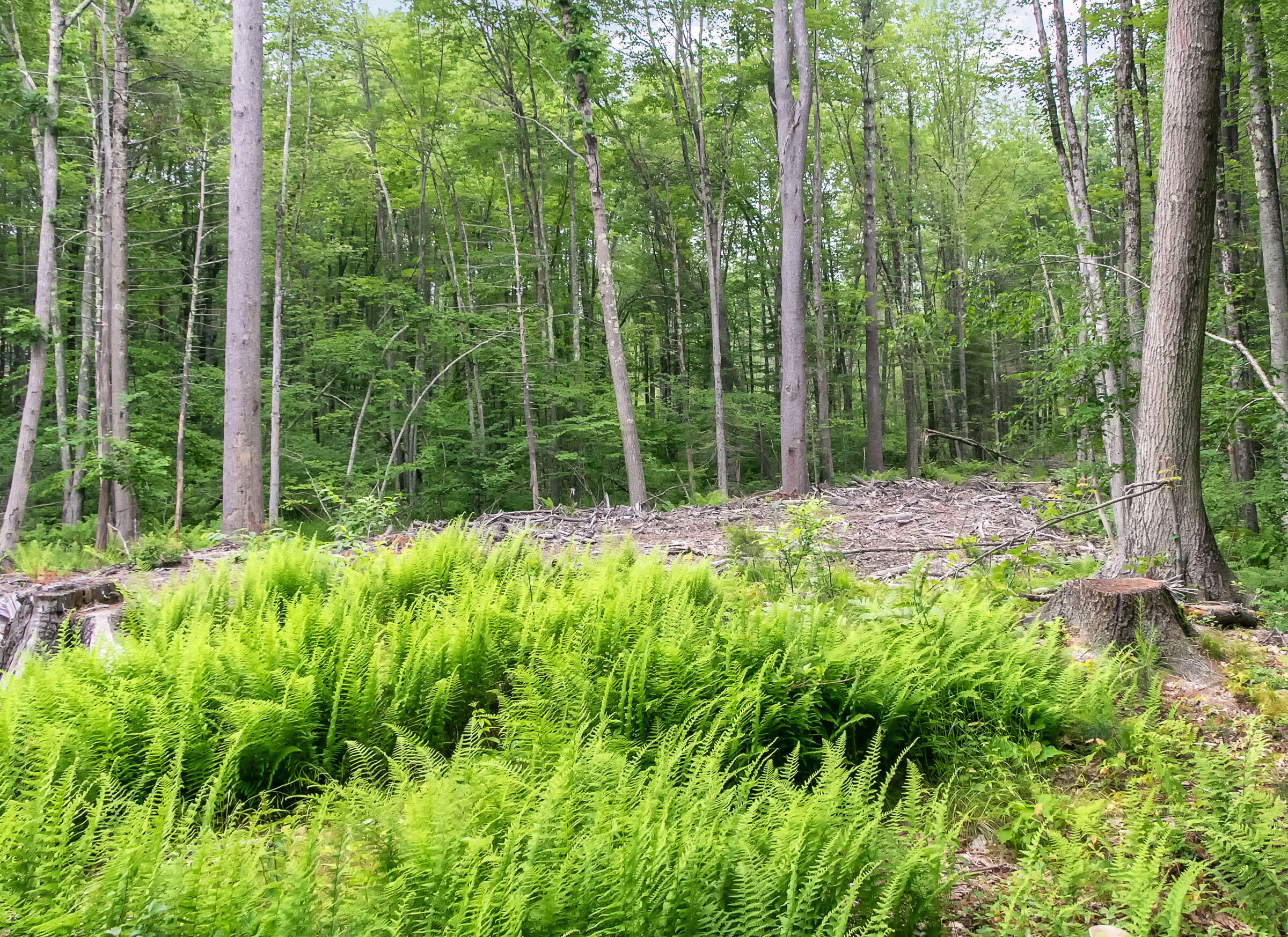 0 Coles Hill Road Wells, ME 04090 - Photo 4 of 4 Acreage