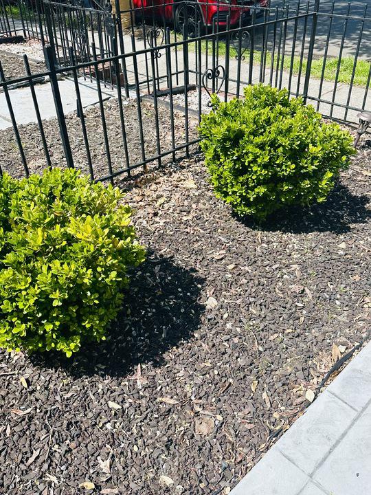 1911 D Street Northeast Washington, DC 20002 - Photo 63 of 63 Front bushes along walkway