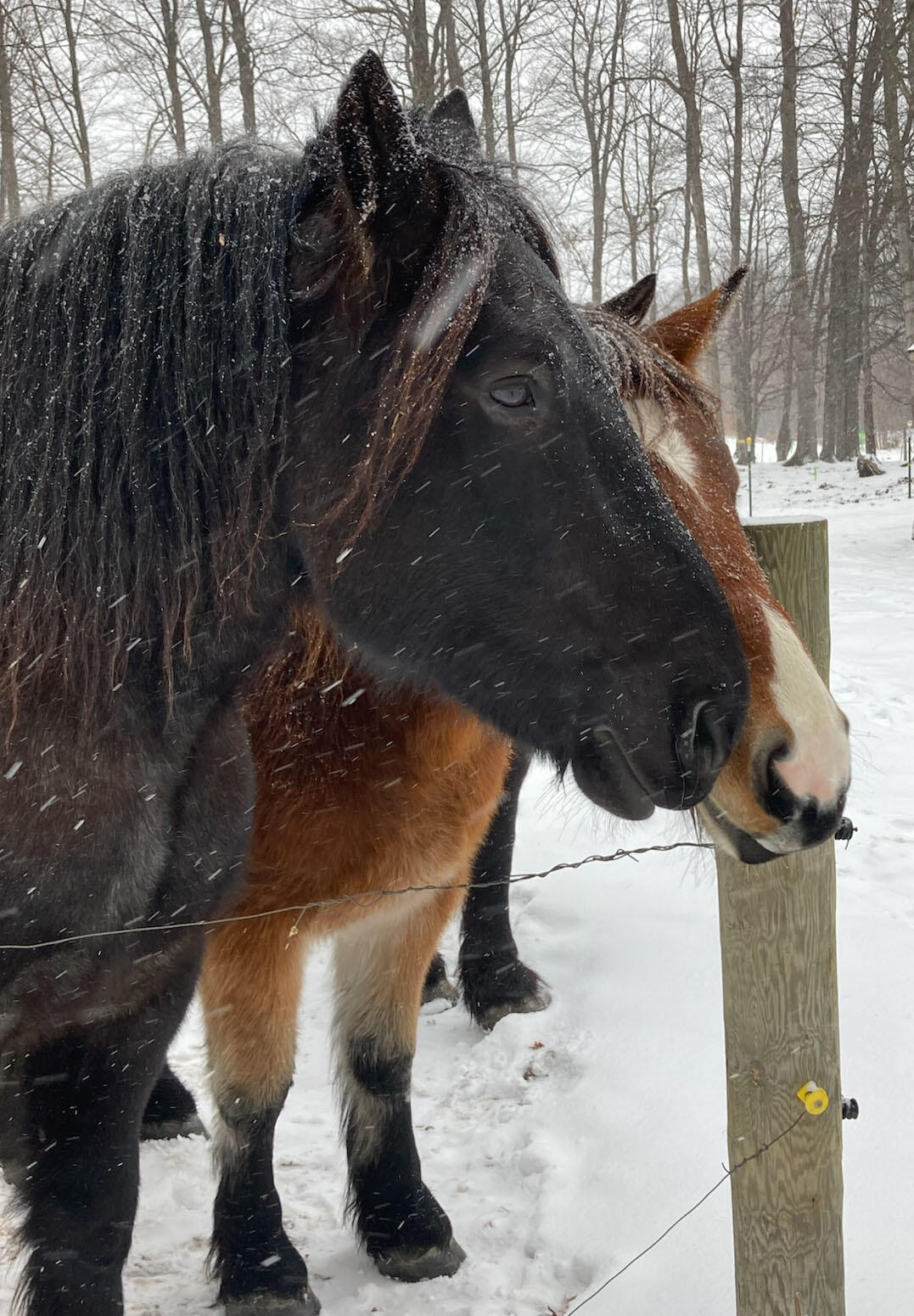 9866 Erdman Road Onekama, MI 49675 - Photo 13 of 48 IMG_7123