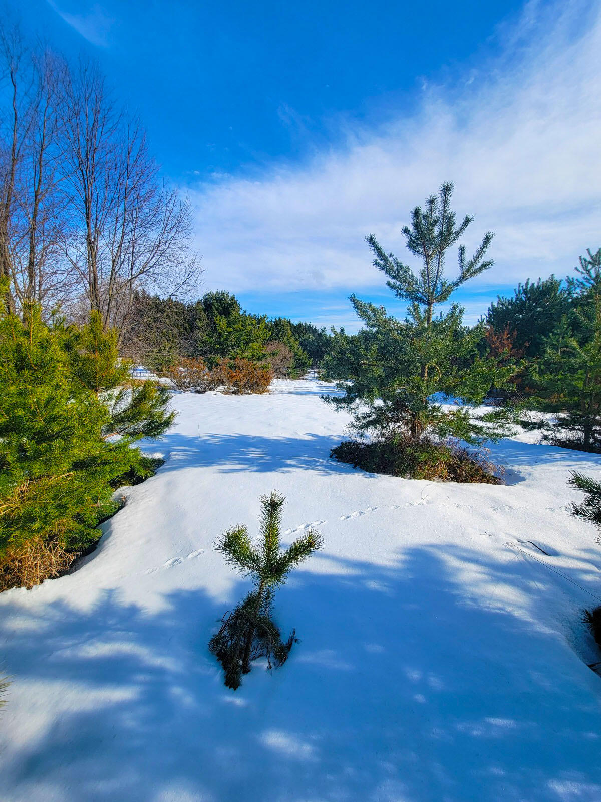 9866 Erdman Road Onekama, MI 49675 - Photo 16 of 48 A Tree