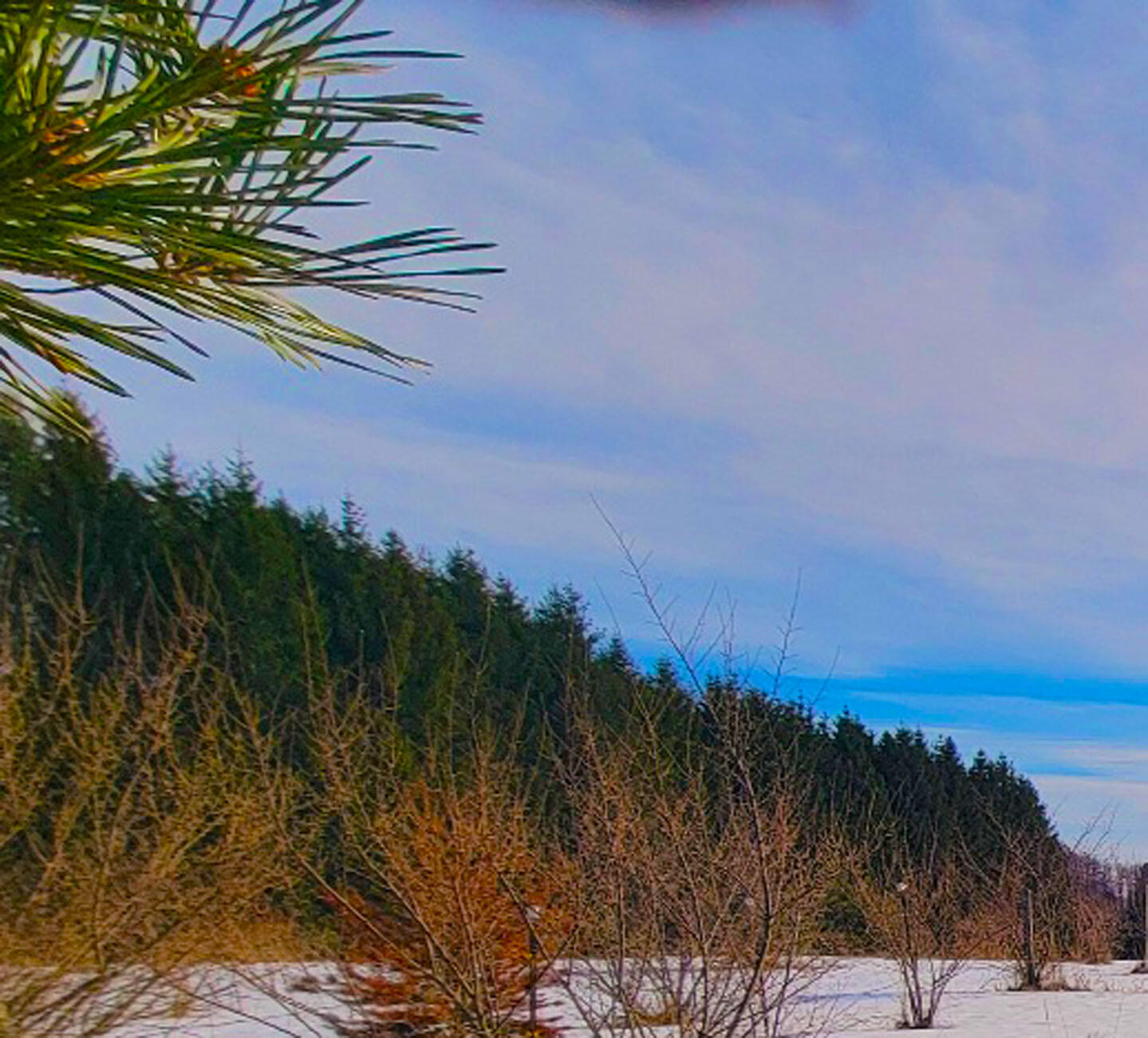 9866 Erdman Road Onekama, MI 49675 - Photo 2 of 48 A Tree Line