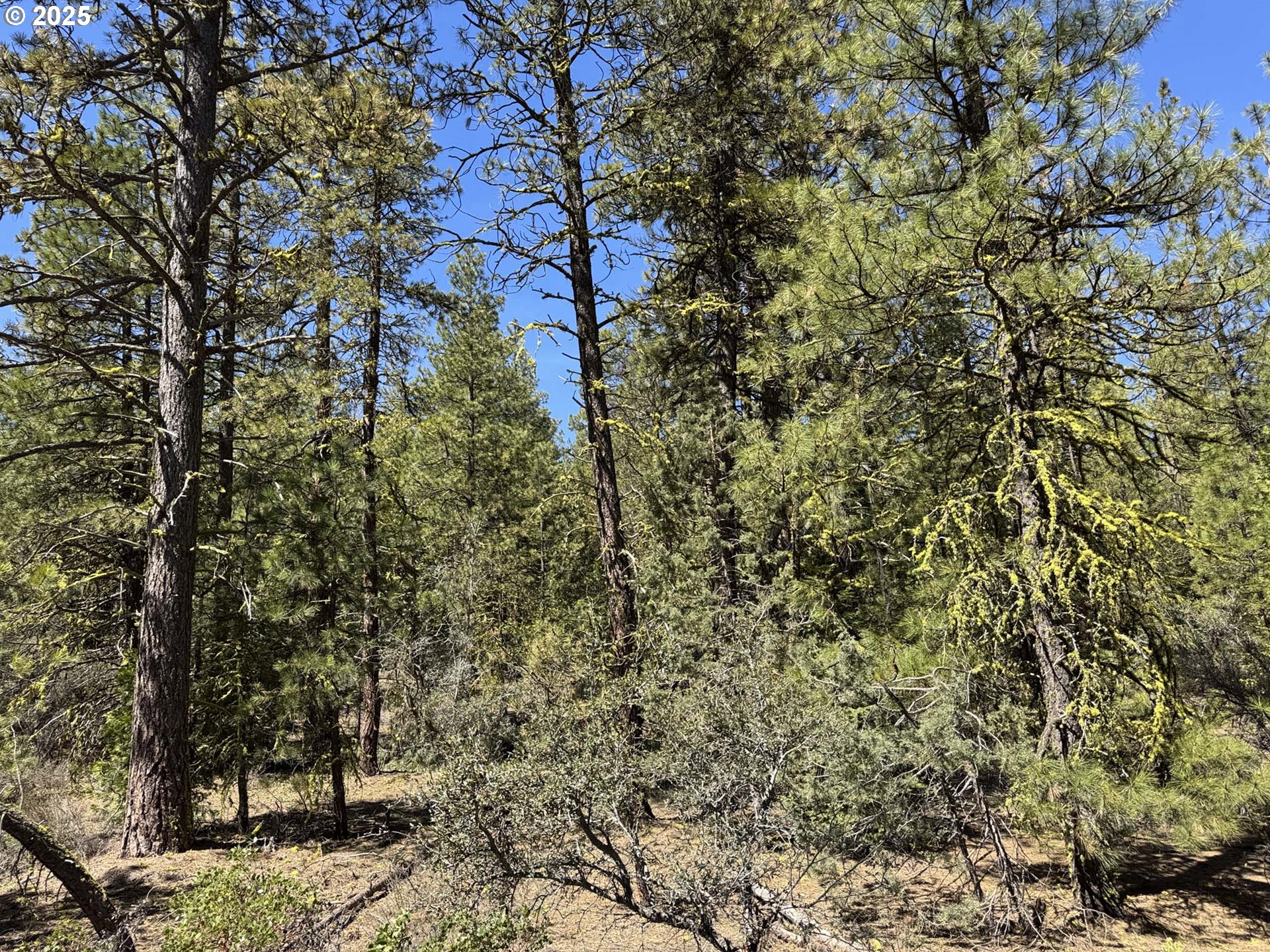 Horned Owl Lane Bonanza, OR 97623 - Photo 22 of 44