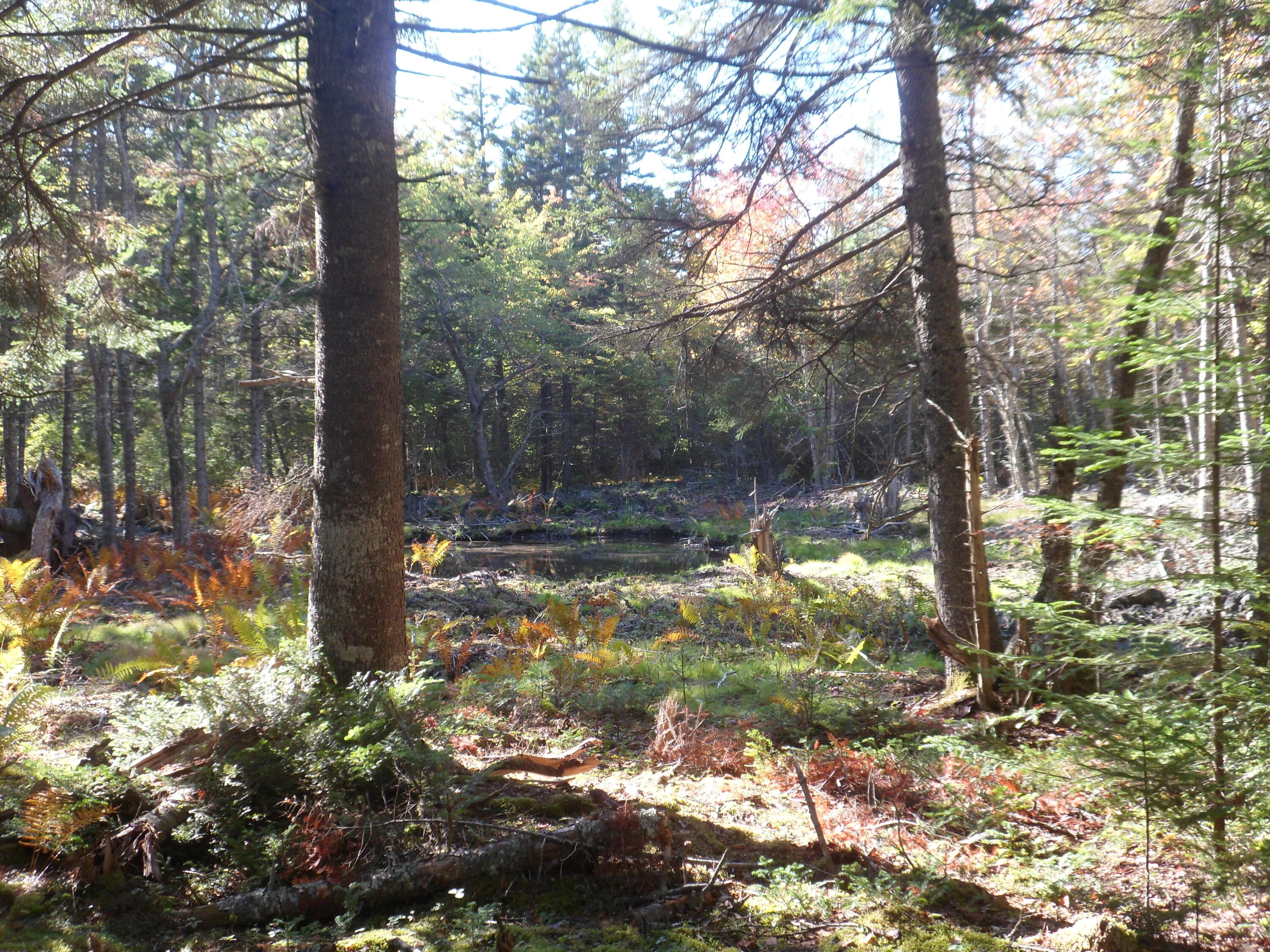 Lot 3 Pooles Hill Road Vinalhaven, ME 04863 - Photo 5 of 21 BC555198-E630-4C7B-98E2-8904E6B340B7
