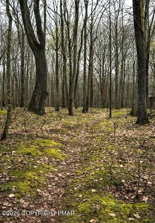 a large tree covered with tall trees