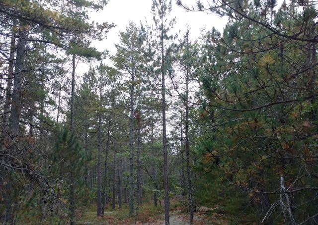 0 West Vermillion Road Paradise, MI 49768 - Photo 3 of 21 Gallery Image 3