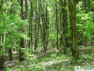 Lilibridge Road Portville, NY 14770 - Photo 1 of 1 Gallery Image 1