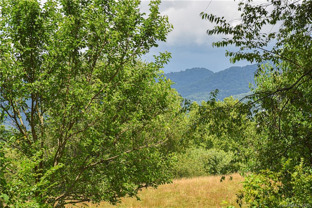 90 Devlin Street Canton, NC 28716 - Photo 3 of 25 a view of a yard and an trees