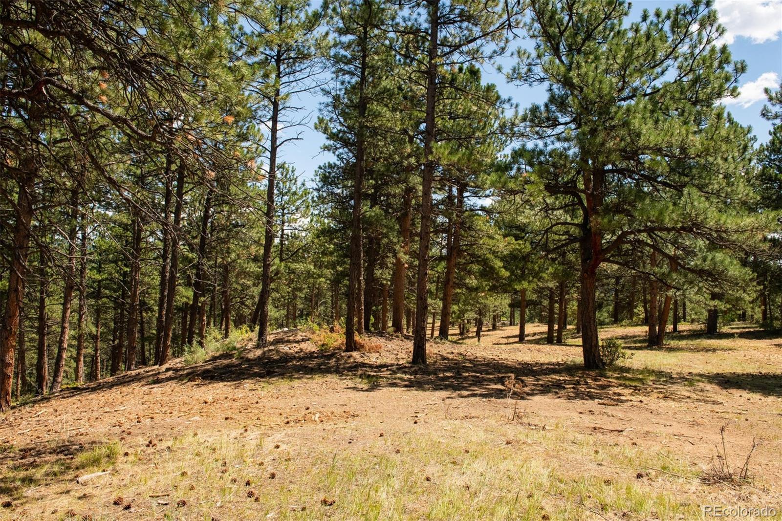 2454 Legacy Ranch Road Evergreen, CO 80439 - Photo 7 of 9 a view of road with trees