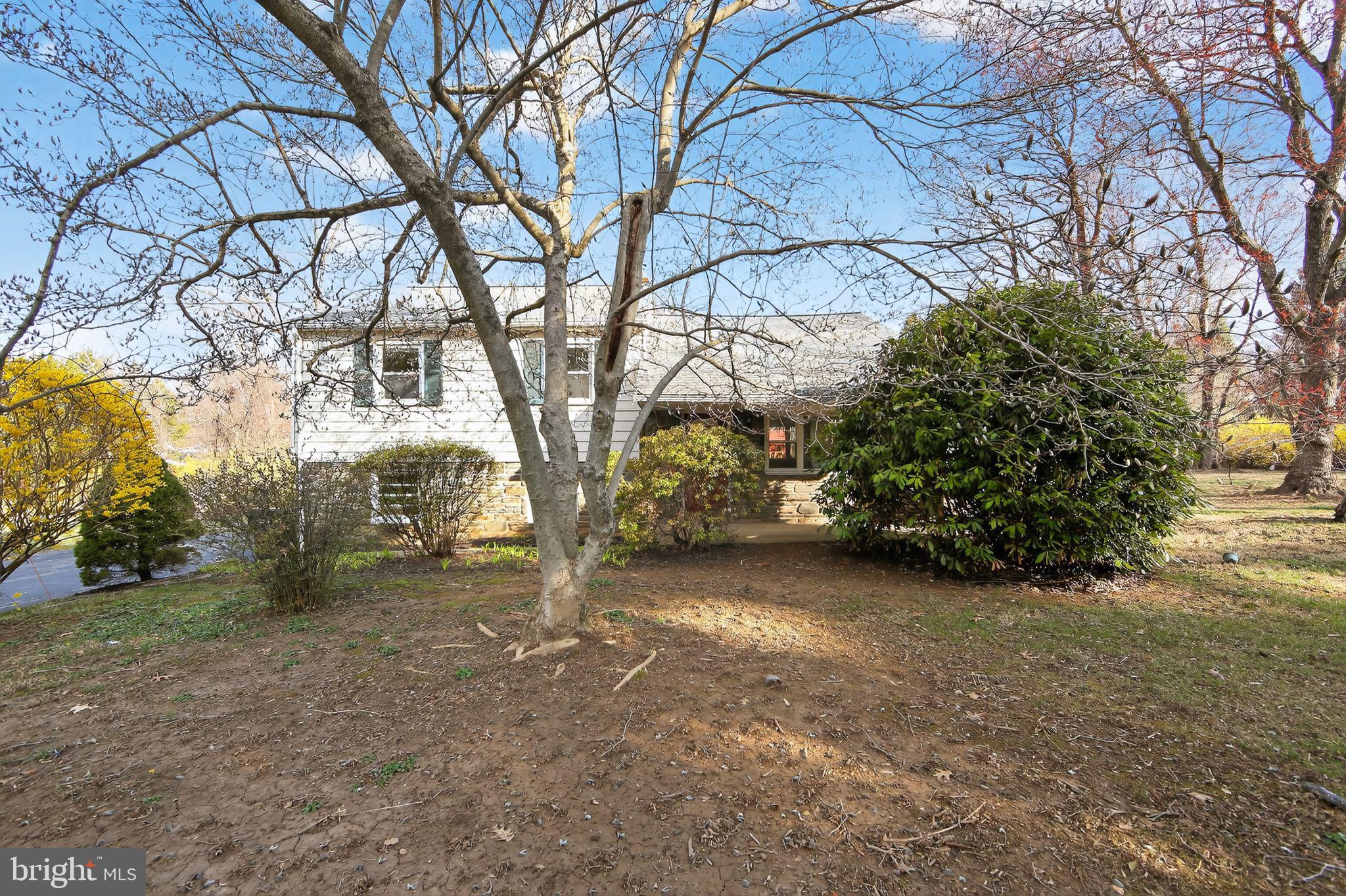 a view of a tree with large trees
