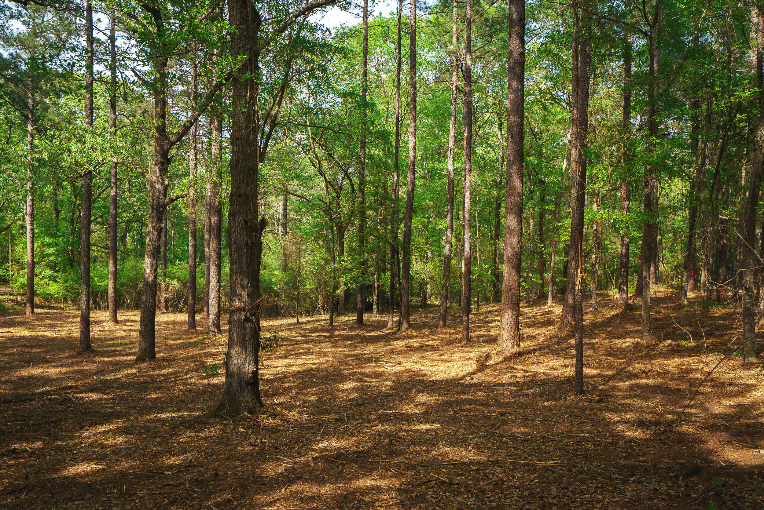 Lot 3 Banks Mill Road Southeast Aiken, SC 29803 - Photo 22 of 42