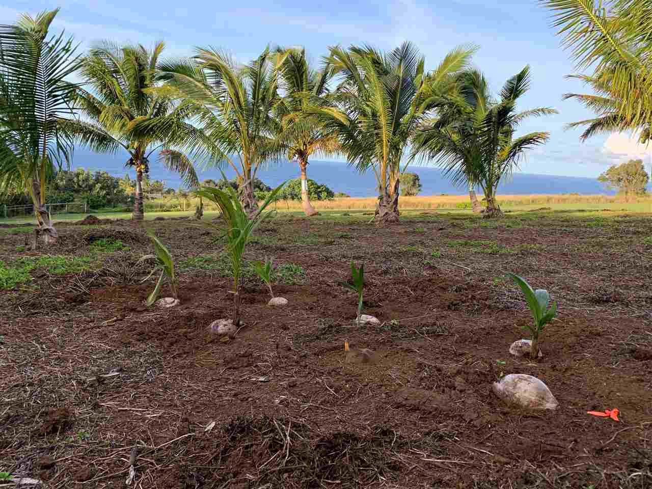 Mehana Road Haiku, HI 96708 - Photo 9 of 30 Gallery Image 9
