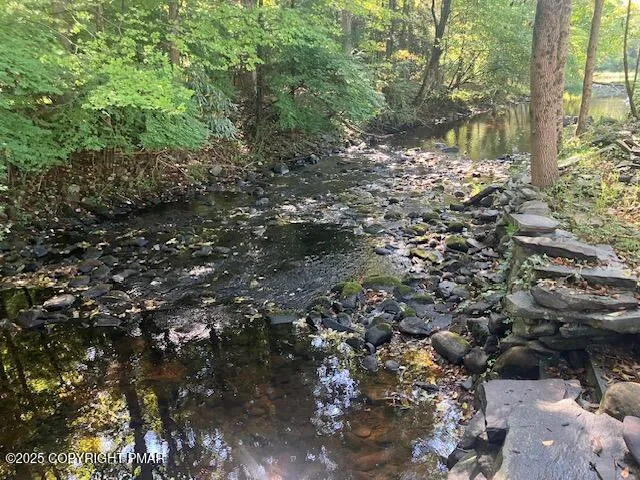 a view of a forest that has a tree