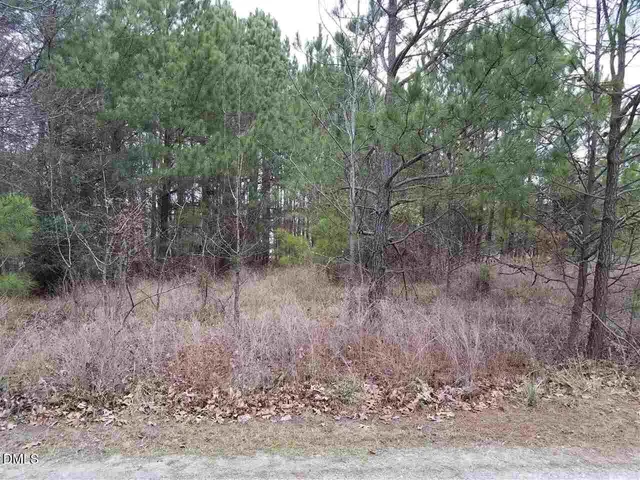 a view of a forest with trees in the background