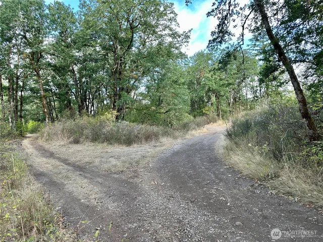 a view of a forest with trees in the background