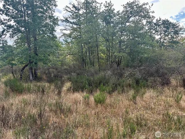 a view of a lush green forest with lots of trees