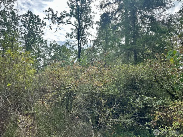 a view of a forest with lots of trees