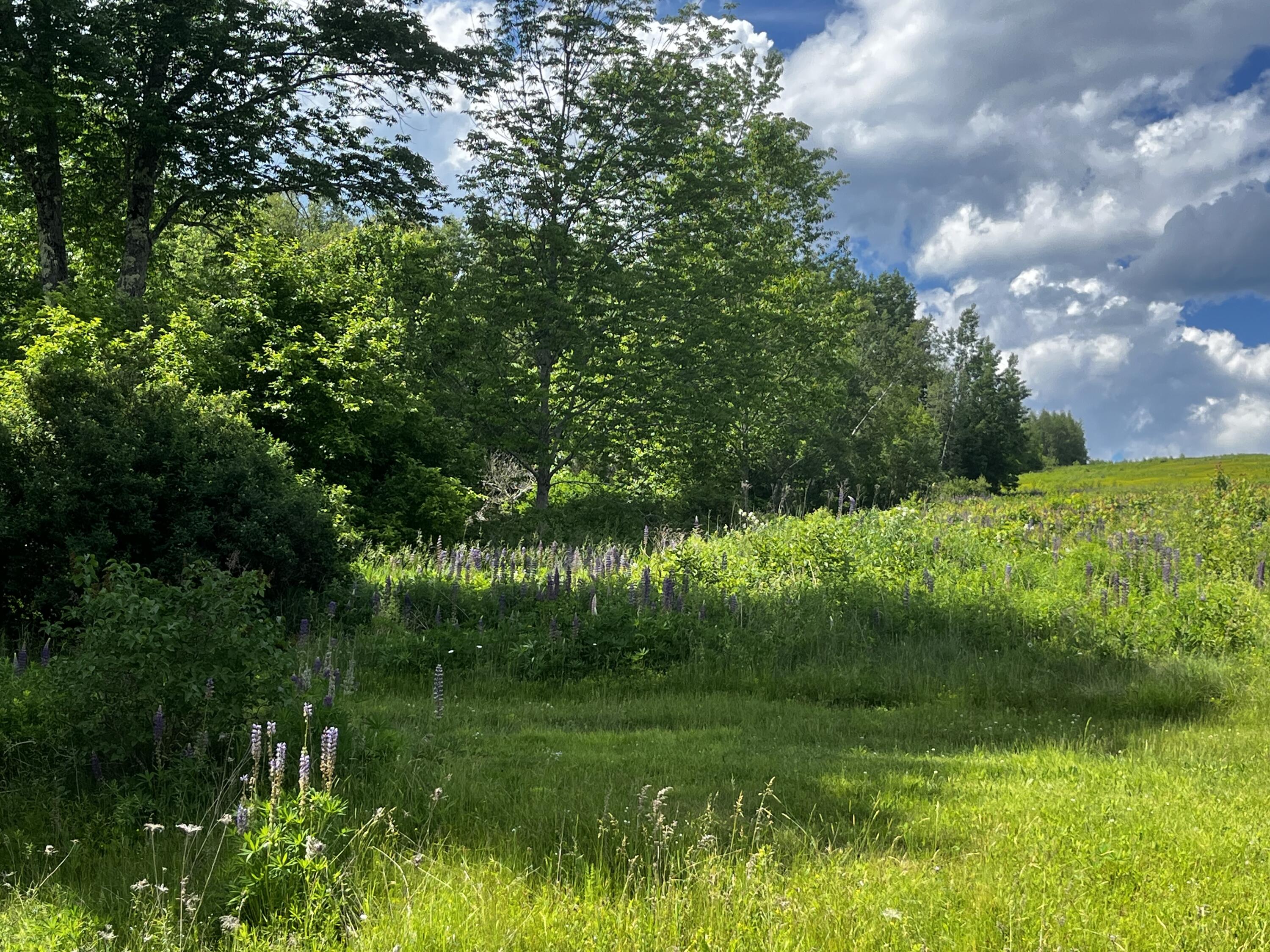 128 Old Airline Road Aurora, ME 04408 - Photo 12 of 74 Land