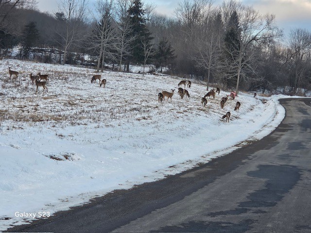 0 Ingraham Road Belmont, NY 14813 - Photo 3 of 10