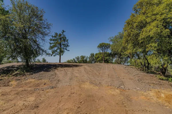 a view of a garden with plants and large trees
