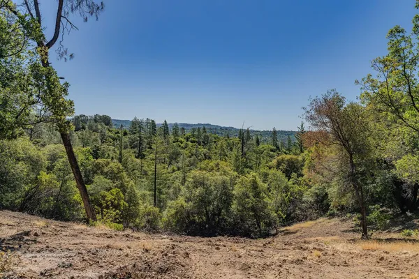 a view of a plants with trees in the background