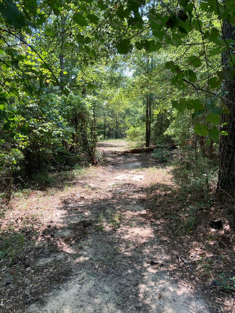 374 Manta Road Cusseta, GA 31805 - Photo 10 of 49 Old Road through Property
