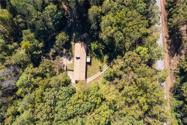 a close up of a tree in a garden