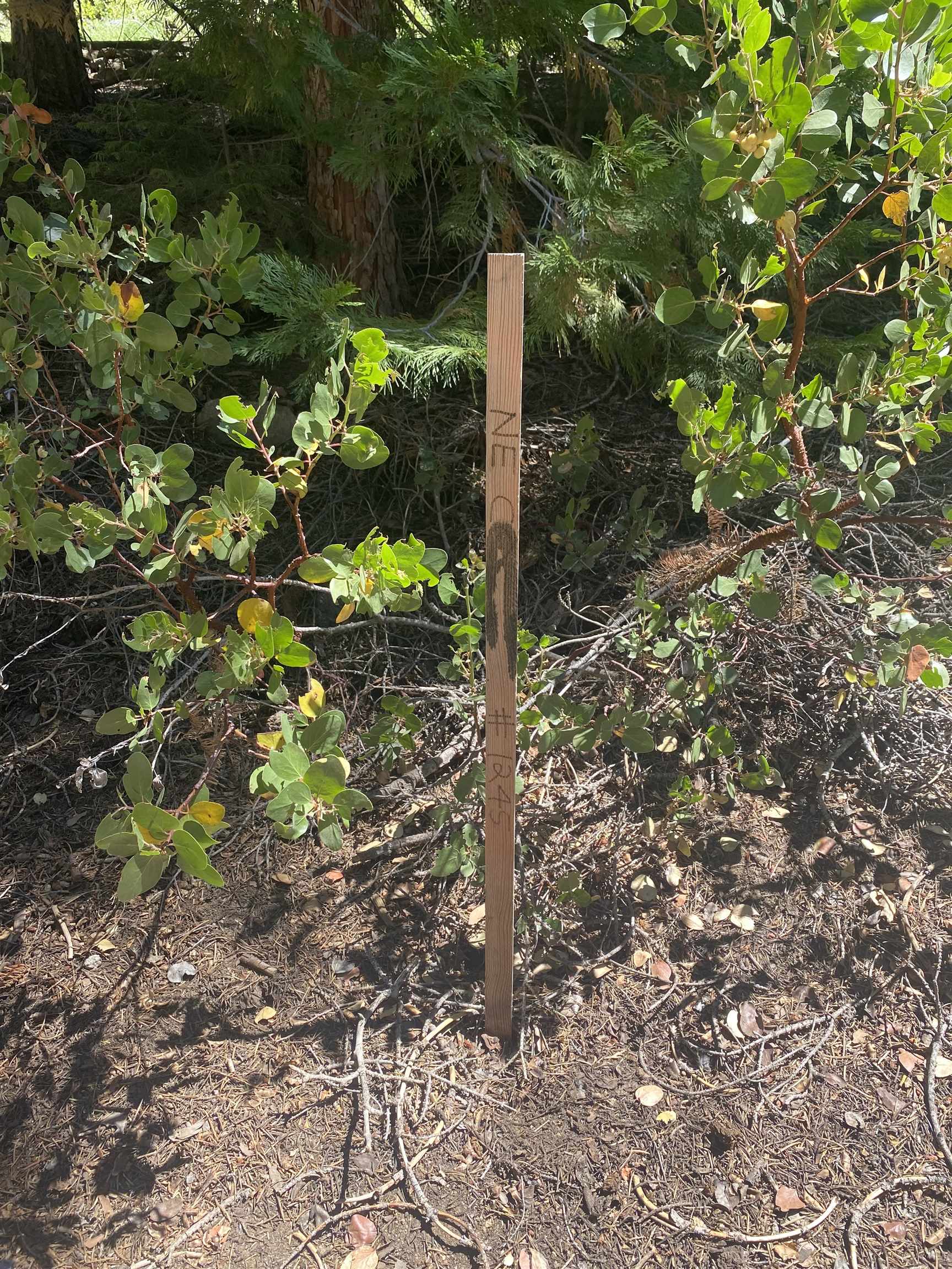 33994 Leland Meadow Road Pinecrest, CA 95364 - Photo 3 of 16 a plant that is in a garden
