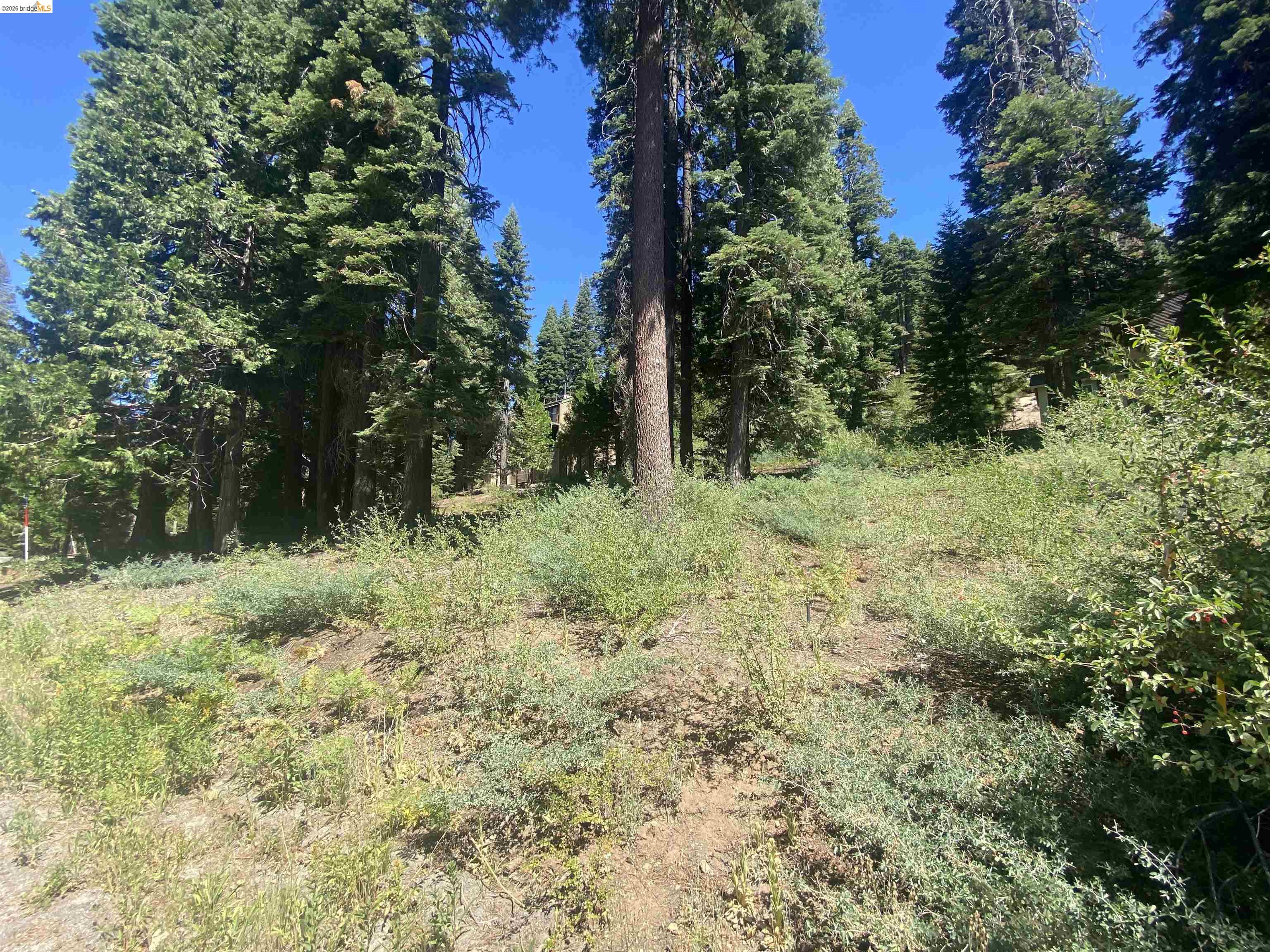 33994 Leland Meadow Road Pinecrest, CA 95364 - Photo 6 of 16 a view of a lush green space
