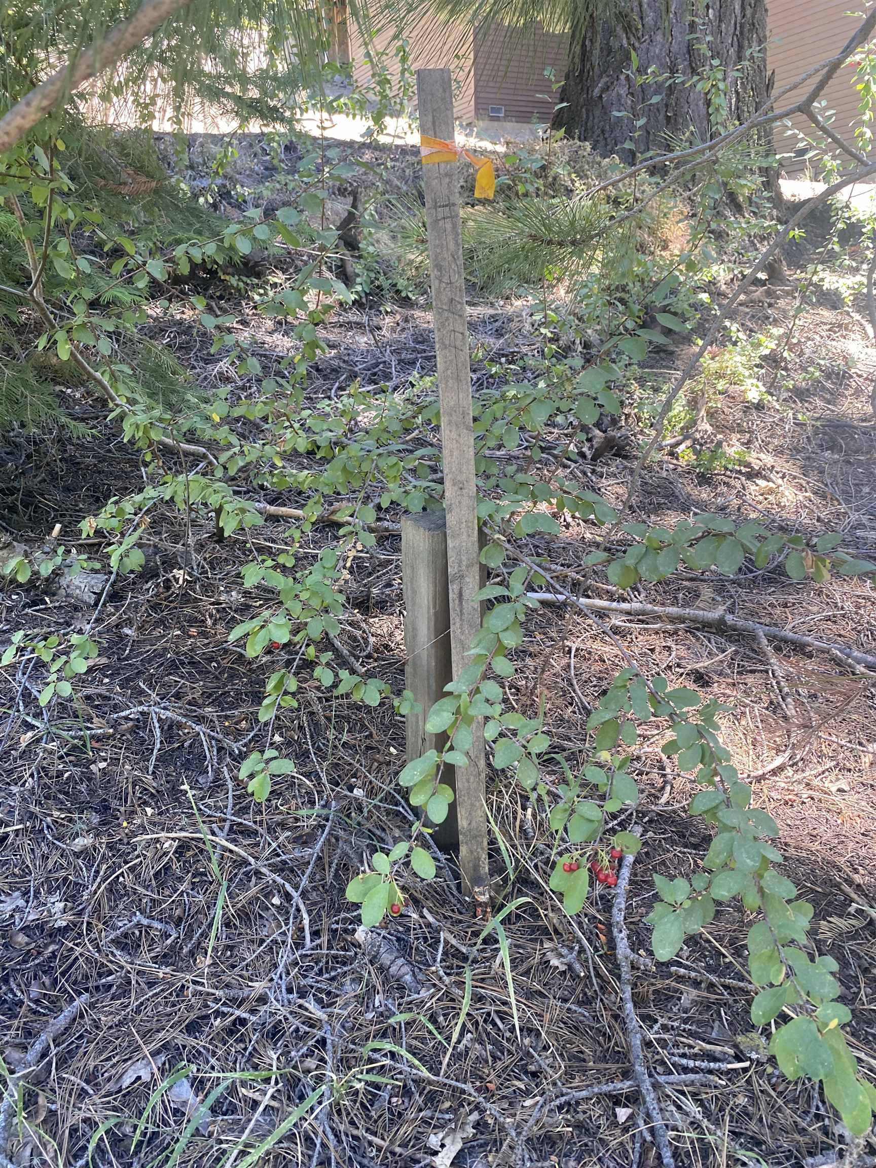 33994 Leland Meadow Road Pinecrest, CA 95364 - Photo 7 of 16 a view of a forest with a tree