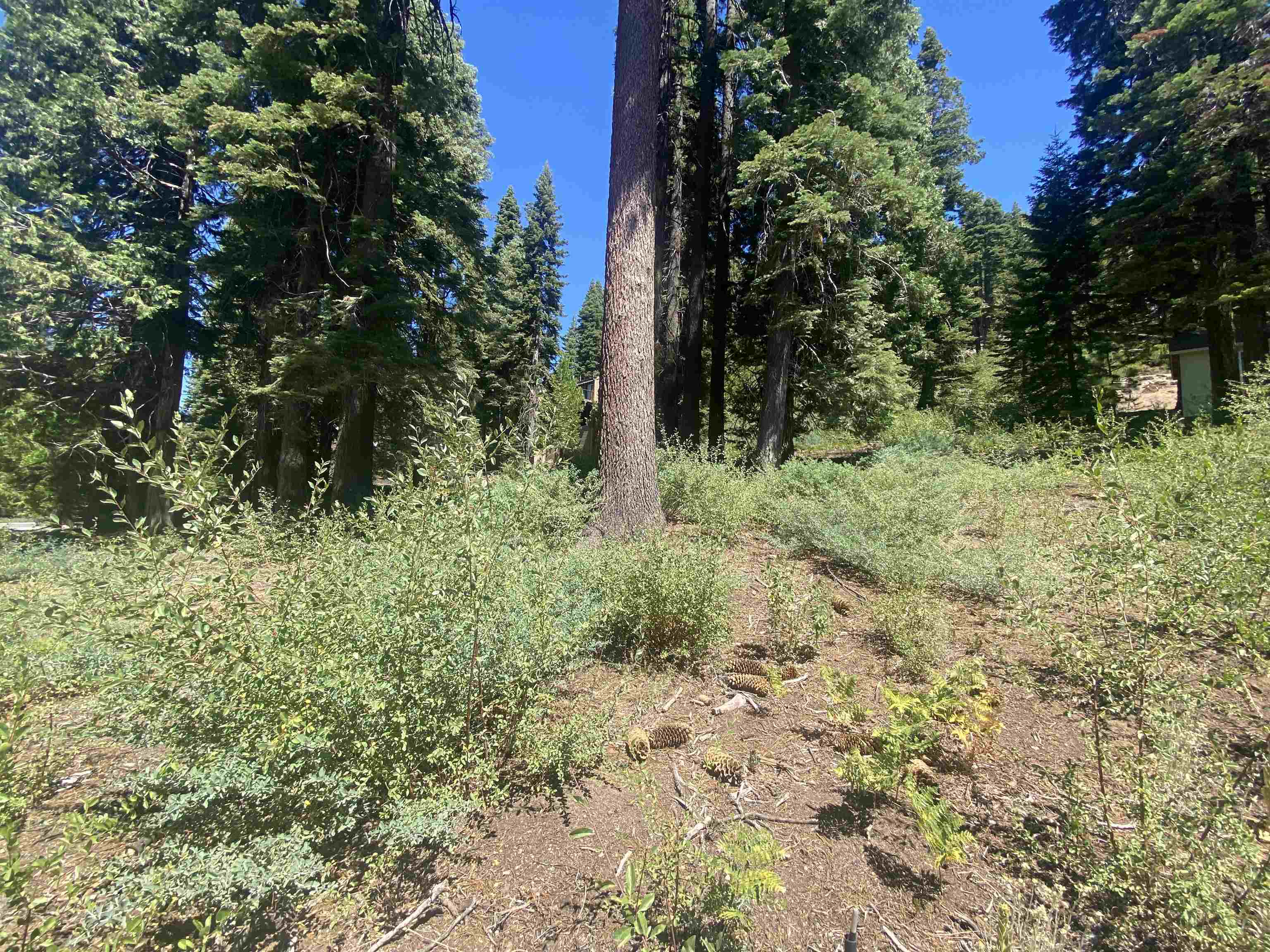 33994 Leland Meadow Road Pinecrest, CA 95364 - Photo 8 of 16 a view of a yard with plants and large trees