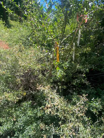 $85,000 | 33994 Leland Meadow Road, Pinecrest, CA 95364