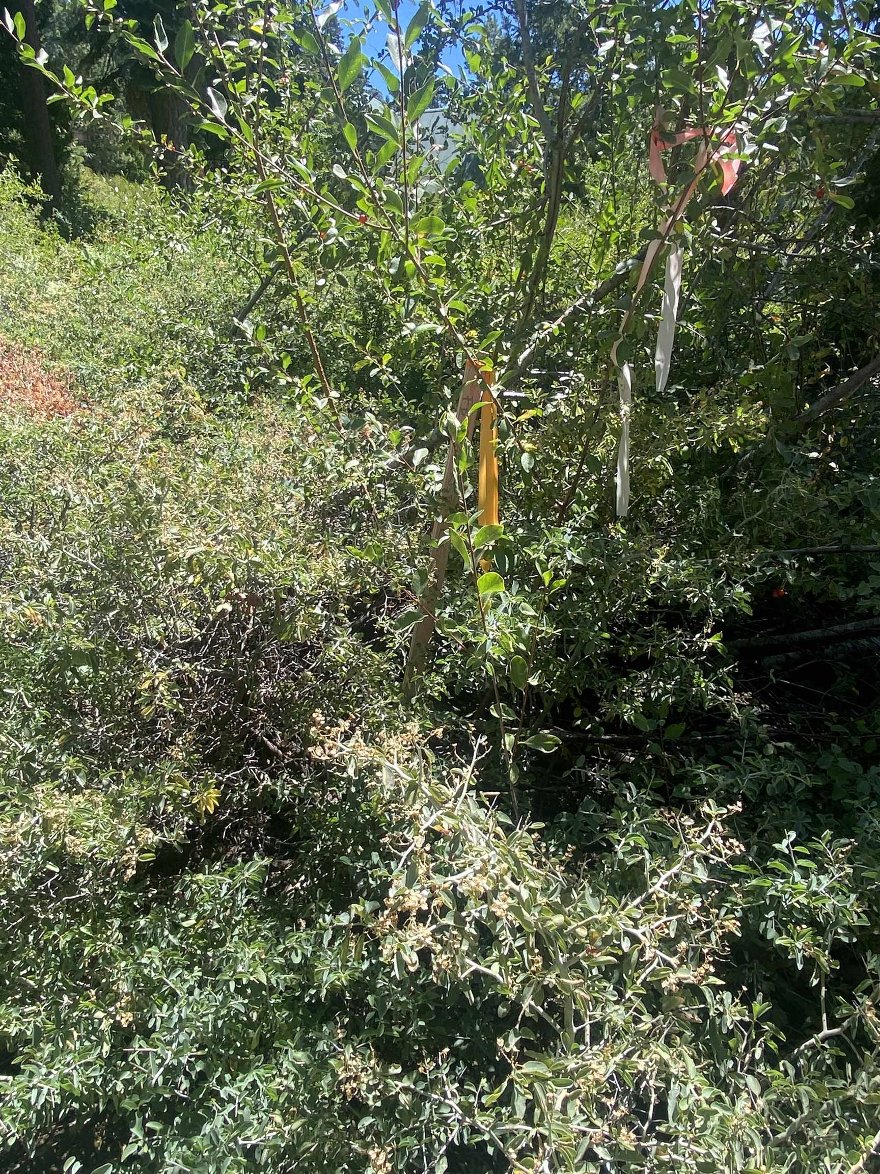 33994 Leland Meadow Road Pinecrest, CA 95364 - Photo 9 of 16