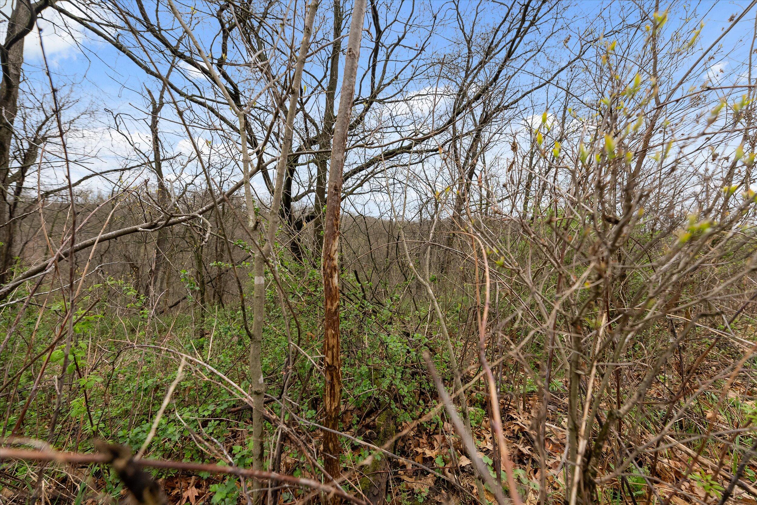 36480 Bouska Road Bridgeport, WI 53821 - Photo 38 of 87 Land