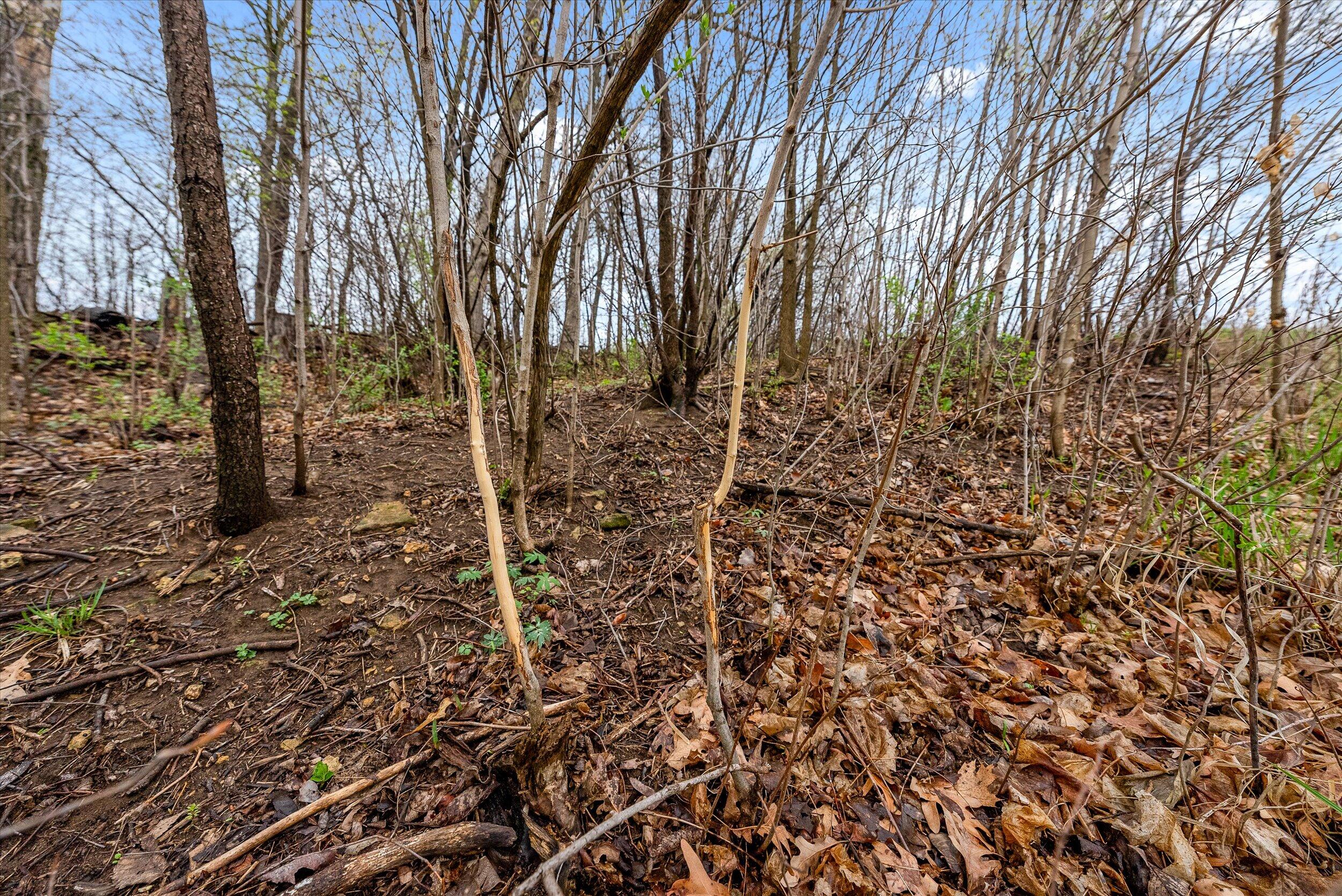 36480 Bouska Road Bridgeport, WI 53821 - Photo 44 of 87 Deer Sign