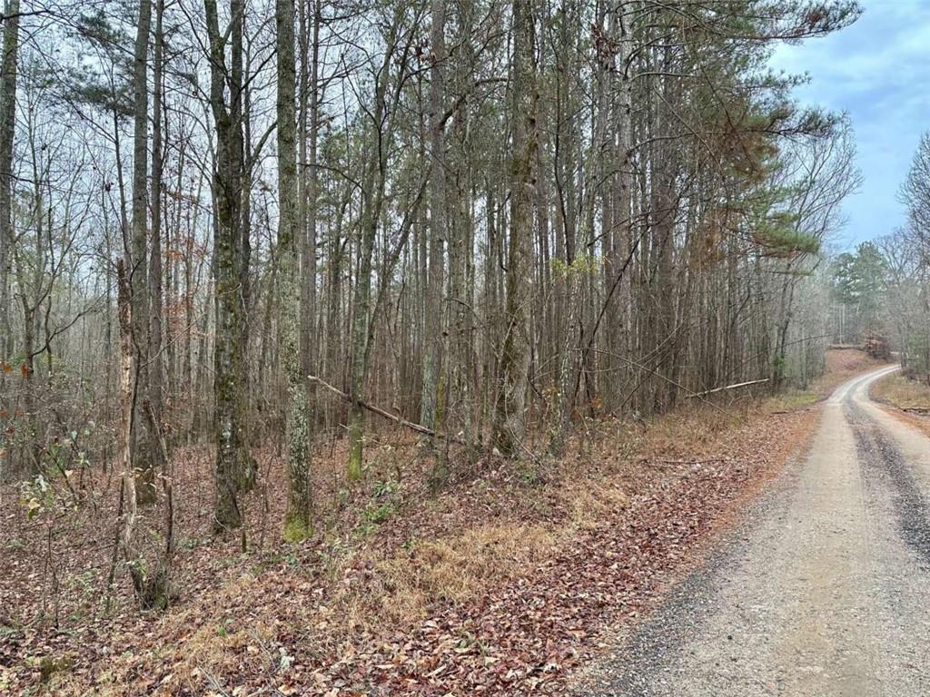 0 County Road 59 Heflin, AL 36264 - Photo 2 of 5 a view of a yard with large trees