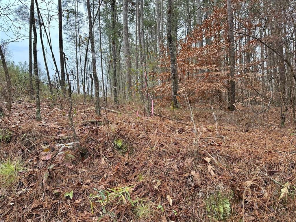 0 County Road 59 Heflin, AL 36264 - Photo 4 of 5 a view of backyard with green space