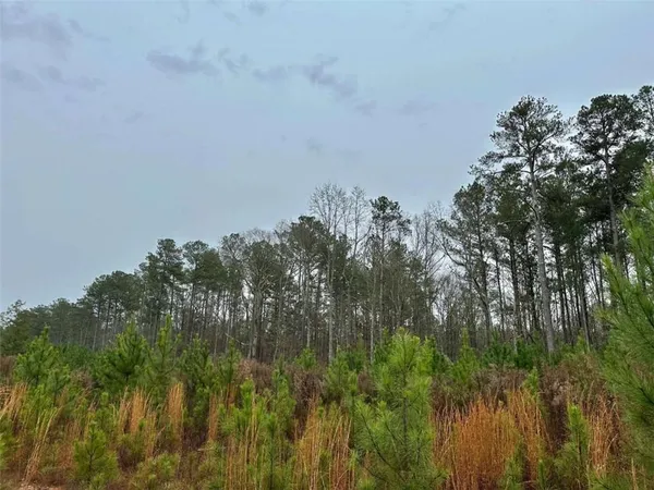 a view of a field with a tree