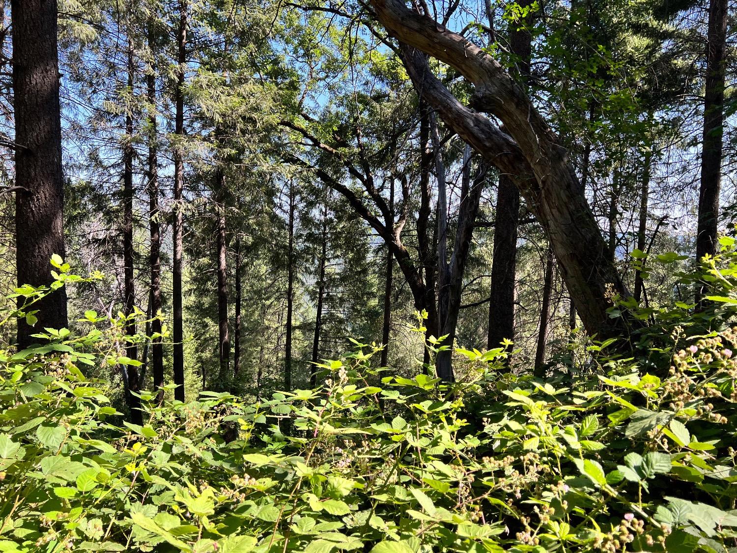 75 Bottle Hill Road Georgetown, CA 95634 - Photo 3 of 5