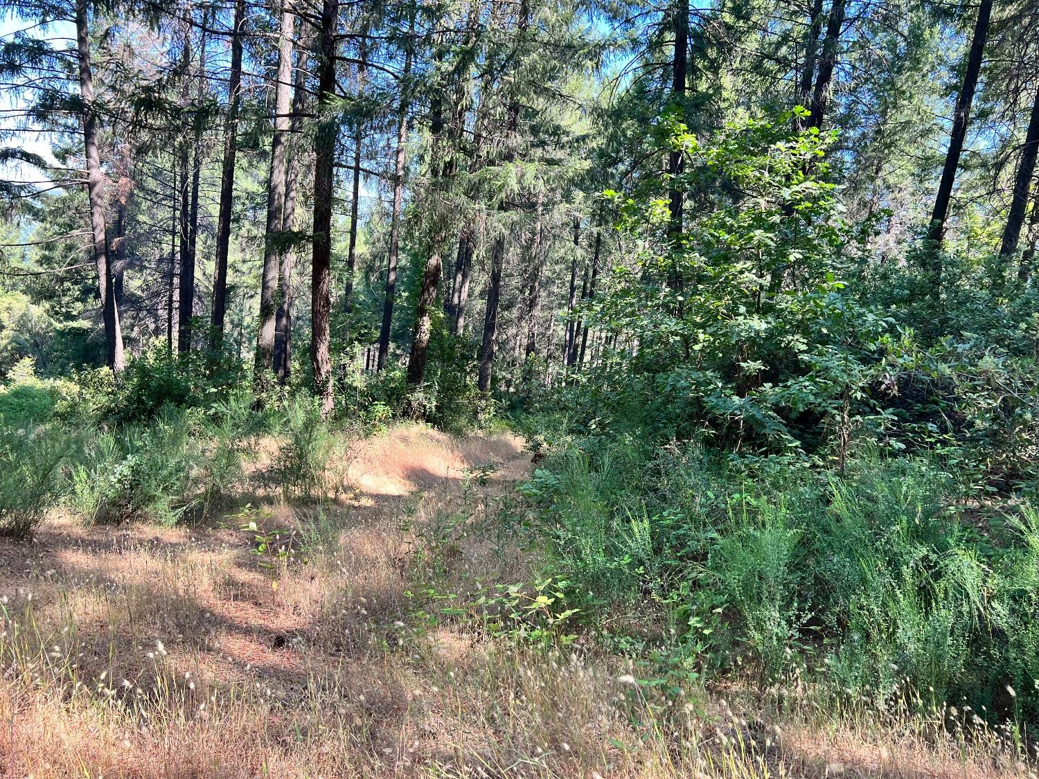 75 Bottle Hill Road Georgetown, CA 95634 - Photo 4 of 5