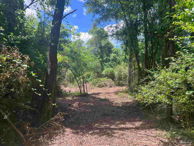 a view of a forest filled with trees