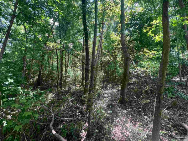 a view of forest