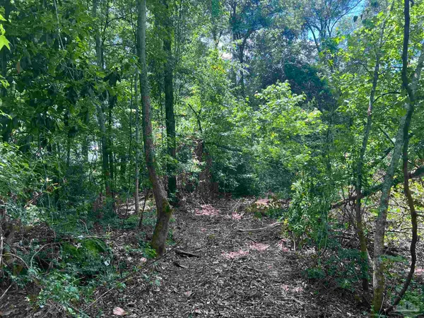 a view of a forest with trees in the background
