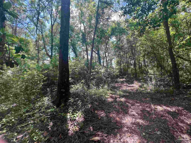 a view of a forest with trees