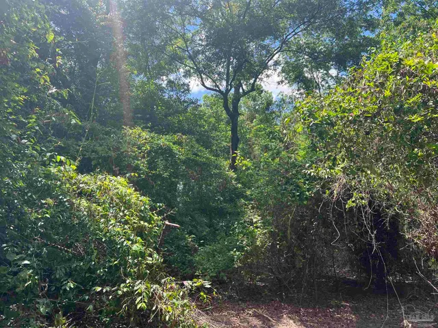 a view of a forest with lots of trees