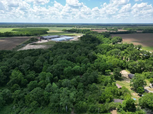 a view of a forest with a street