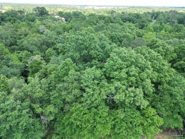 a view of a forest with a tree